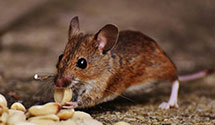 24 Hour & Emergency Exterminators in Newcomb, NY
